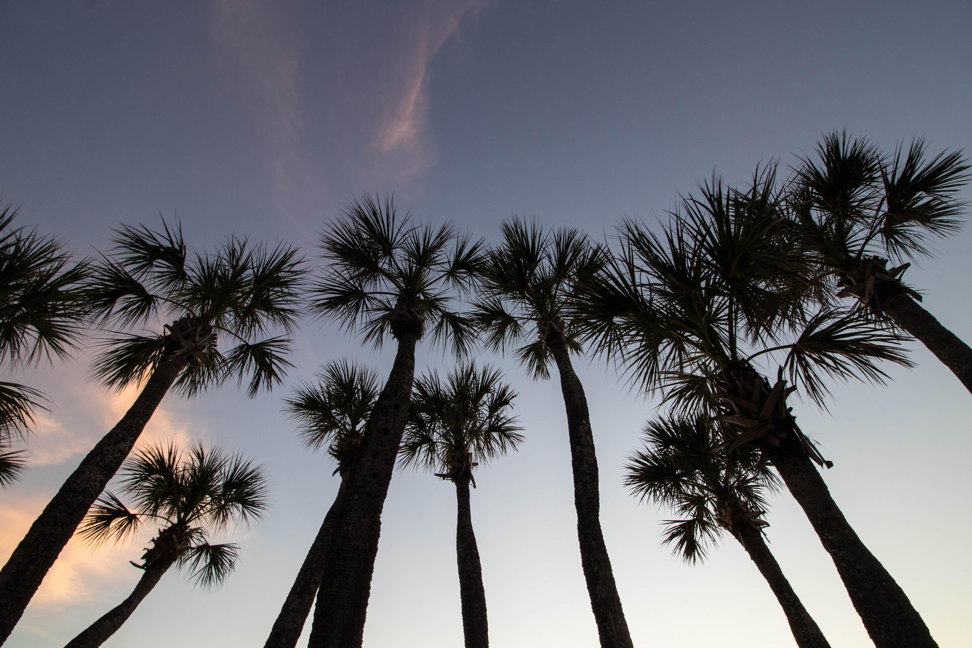 Mangrove Cottage House / Cottage rental in Anna Maria Island Houses in Anna Maria Island Florida - #34