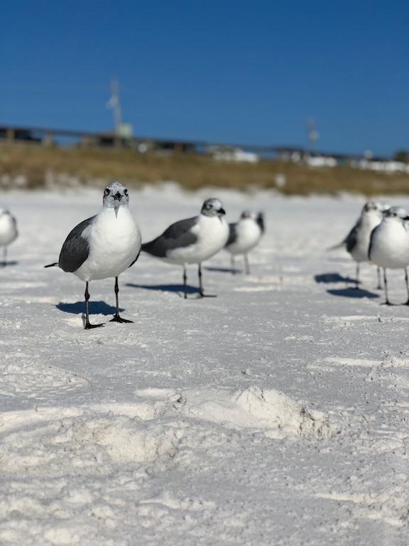 Blue Surf 15B Condo rental in Blue Surf Condos in Destin Florida - #30