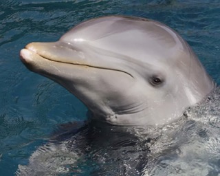 Daily Dolphin Cruise in Orange Beach Alabama