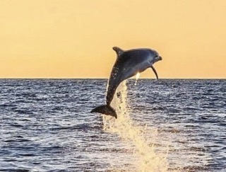 Dolphin Sunset Cruise in Destin Florida