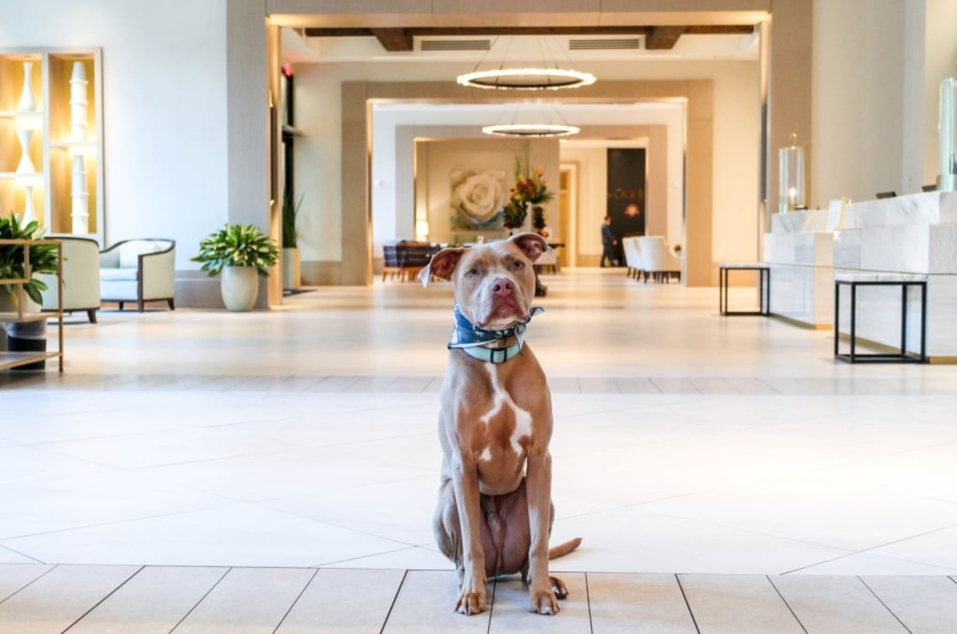 A dog posed in the lobby at Hotel Effie Sandestin in Florida 