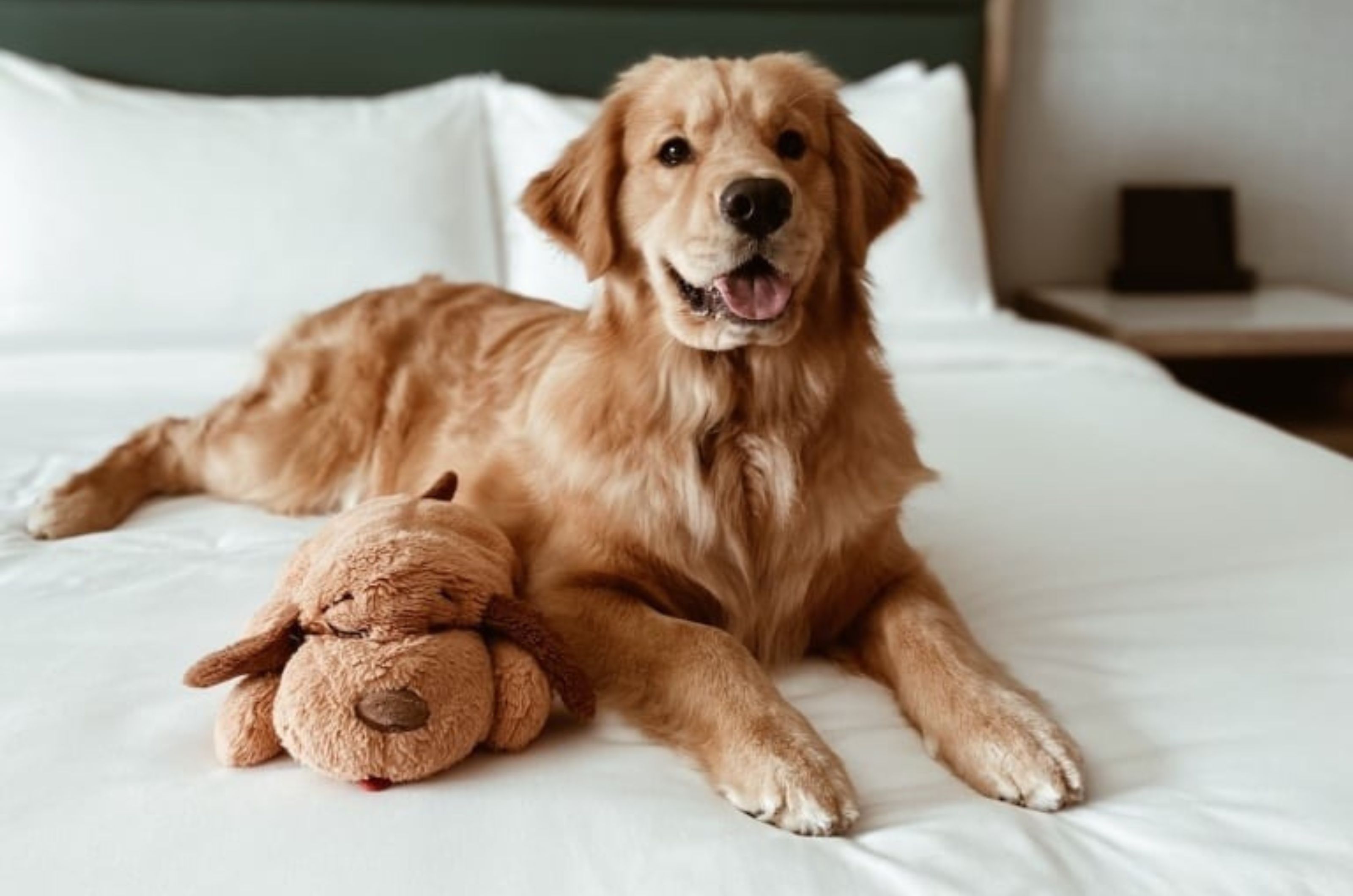 A golden retriever on a bed in a pet-friendly room at Hotel Effie in Destin Florida 