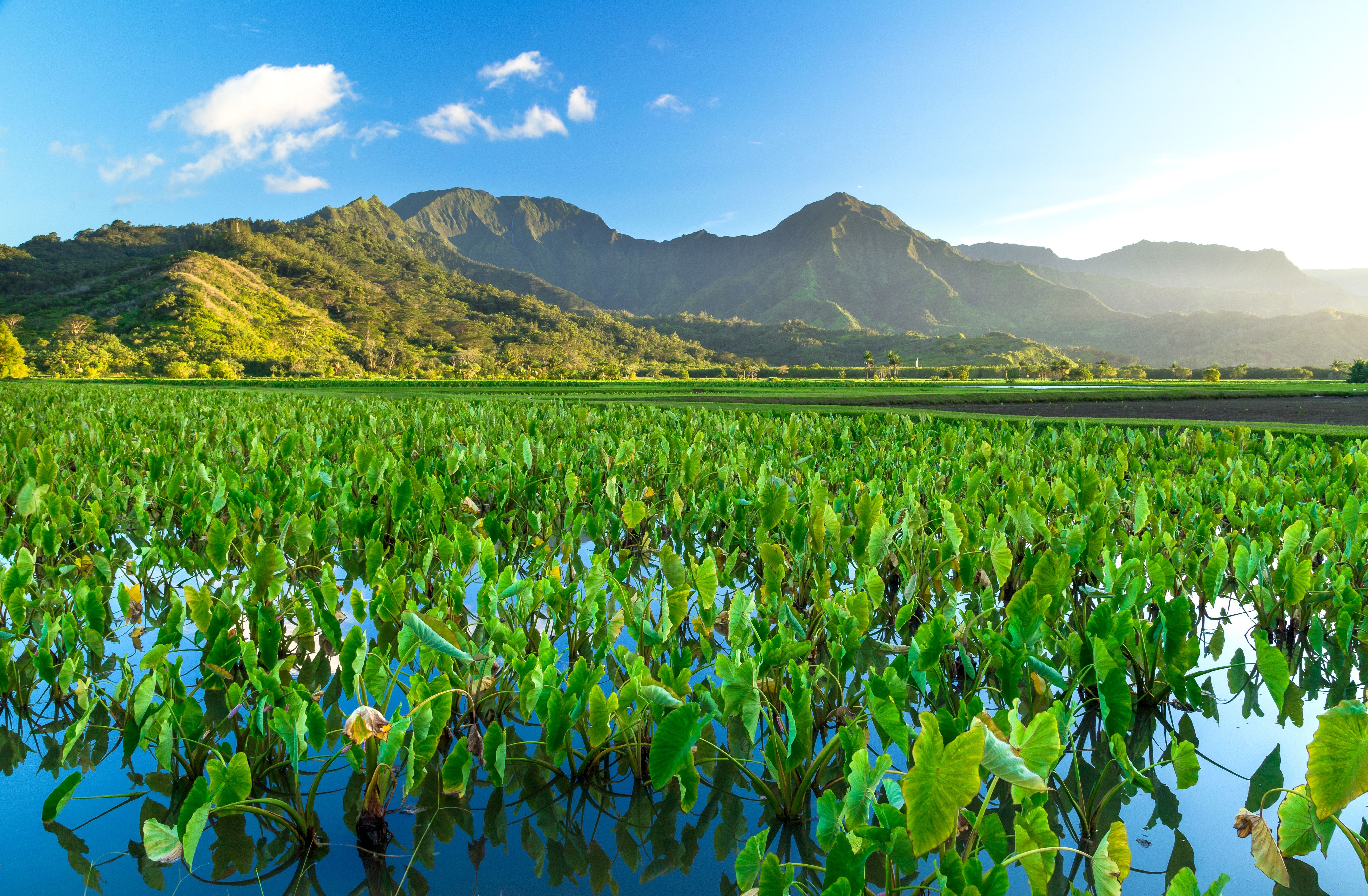 Hanalei Happy Place Bungalow House / Cottage rental in Kauai Vacation Home Rentals in Kauai Hawaii - #9