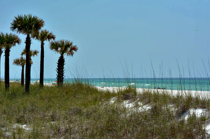 Palm Trees on the beach at The Shores in Panama City Beach FL