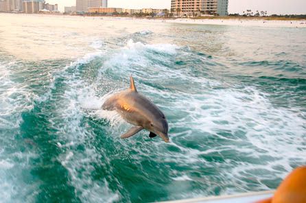 Sea Screamer Dolphin Cruise in Panama City Beach Florida