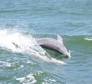 Southern Rose Dolphin & Dining Cruises  in Orange Beach Alabama