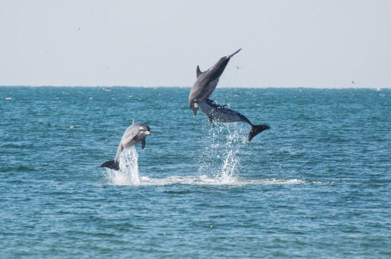 Bring your binocculars to watch the marine life play and show off from your own balcony